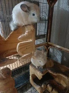 Chincilla - Ad posted by Tersia Nieuwoudt