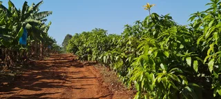 Farm - Ad posted by Denise Hide