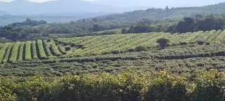 Farm - Ad posted by Denise Hide