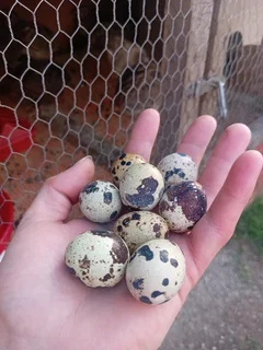 Fertile coturnix quail eggs
