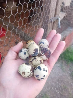 Fertile coturnix quail eggs