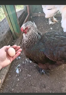 Fertile brahma eggs