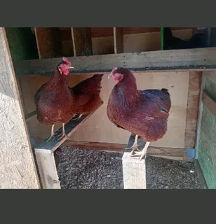 Fertile rhode island red eggs