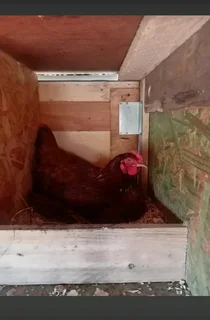 Fertile rhode island red eggs