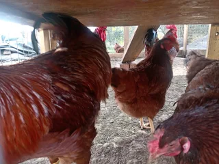 Fertile rhode island red eggs
