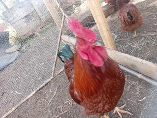 Fertile rhode island red eggs