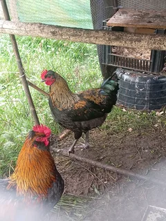 2 beautiful easter egger roosters
