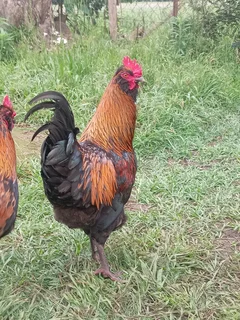 2 beautiful easter egger roosters