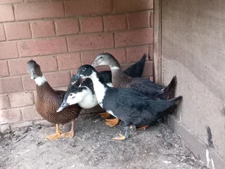 Four ducks