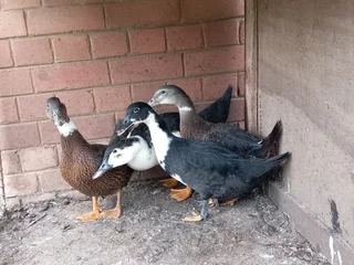 Four ducks
