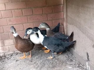 Four ducks
