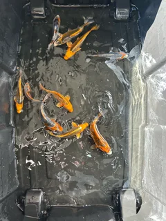 Koi Fish
