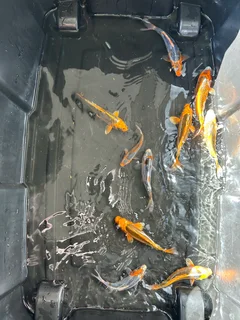 Koi Fish