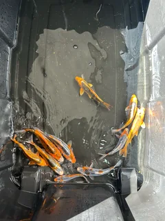 Koi Fish