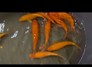 Koi Fish