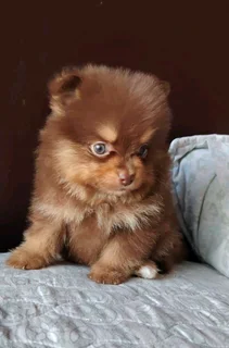 Pomeranian female available
