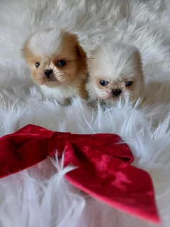 Stunning Shih Tzu companions available