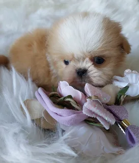 Stunning Shih Tzu companions available