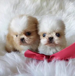 Stunning Shih Tzu companions available