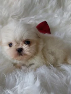 Stunning Shih Tzu companions available