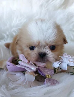 Stunning Shih Tzu companions available