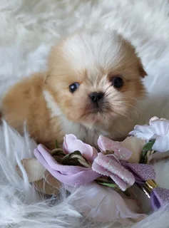 Stunning Shih Tzu companions available