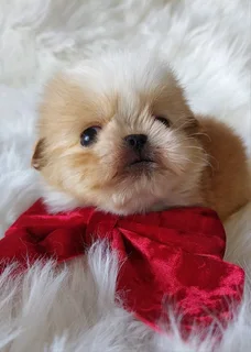 Stunning Shih Tzu companions available