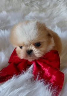 Stunning Shih Tzu companions available