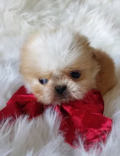 Stunning Shih Tzu companions available