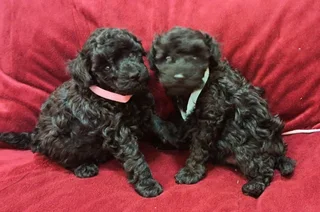 Gorgeous toy poodle companions available