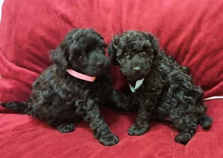 Gorgeous toy poodle companions available