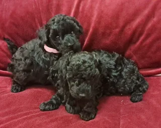 Gorgeous toy poodle companions available