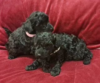 Gorgeous toy poodle companions available