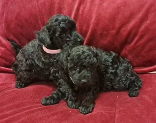 Gorgeous toy poodle companions available