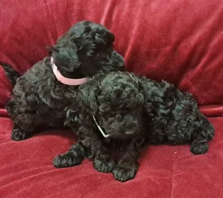 Gorgeous toy poodle companions available