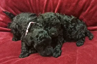 Gorgeous toy poodle companions available