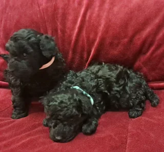 Gorgeous toy poodle companions available