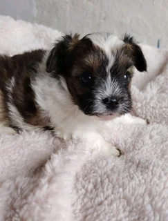 Gorgeous yorkshire terrier pocket size females