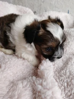 Gorgeous yorkshire terrier pocket size females