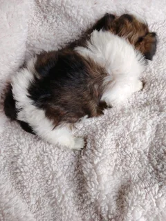 Gorgeous yorkshire terrier pocket size females