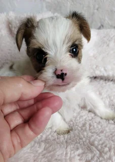 Gorgeous yorkshire terrier pocket size females