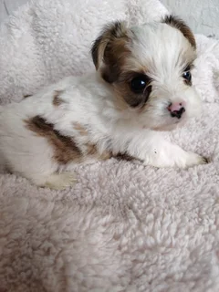Gorgeous yorkshire terrier pocket size females