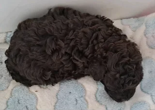 Gorgeous miniature poodle male available