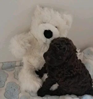 Gorgeous miniature poodle male available