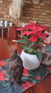 Gorgeous miniature poodle male available