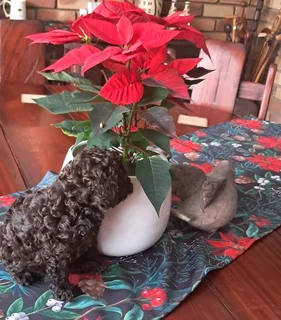 Gorgeous miniature poodle male available