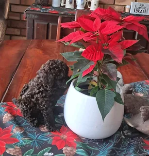 Gorgeous miniature poodle male available