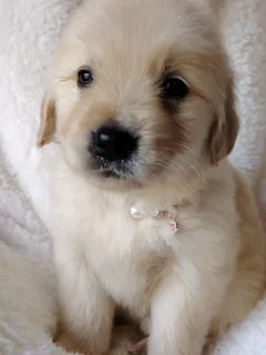 Gorgeous retriever companions available