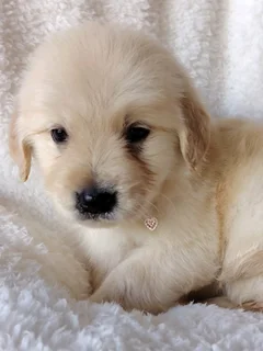 Gorgeous retriever companions available