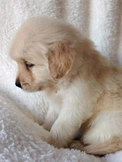 Gorgeous retriever companions available